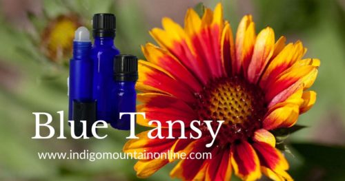 Blue Tansy essential oil