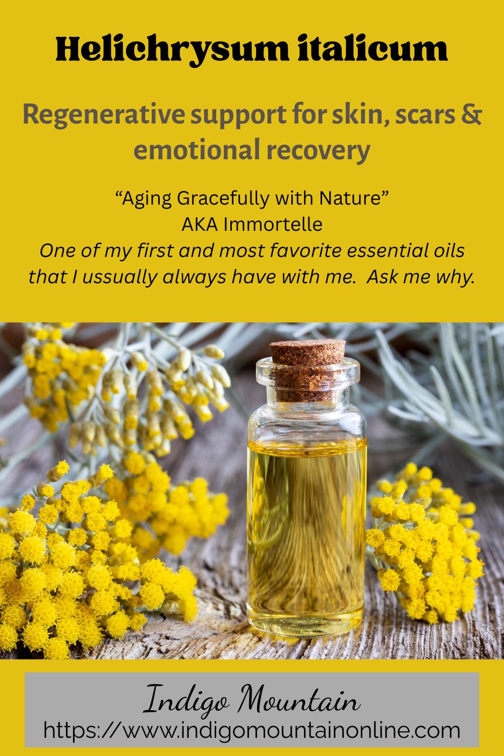 Helichrysum italicum – Organic