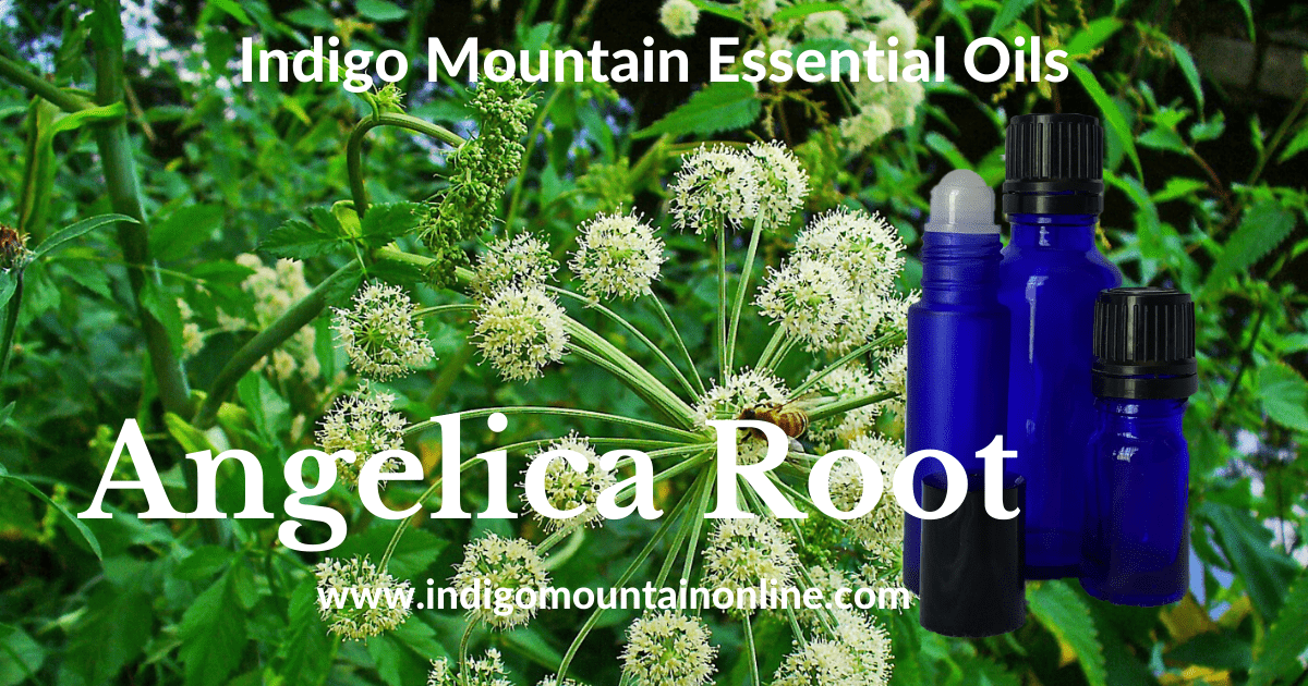 Angelica Root Essential Oil