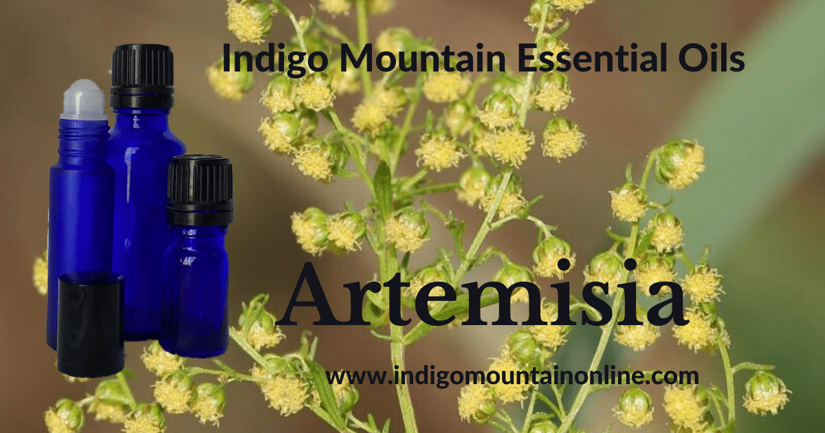 Artemisia Essential Oil