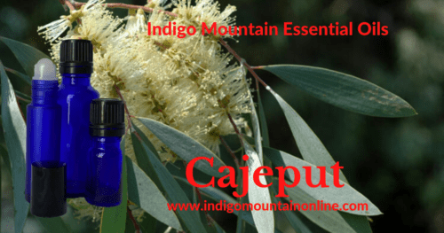 Cajeput Essential Oil