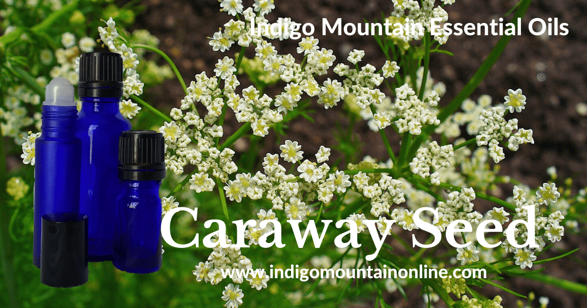 Caraway Seed Essential Oil
