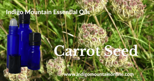 Carrot Seed Essential Oil