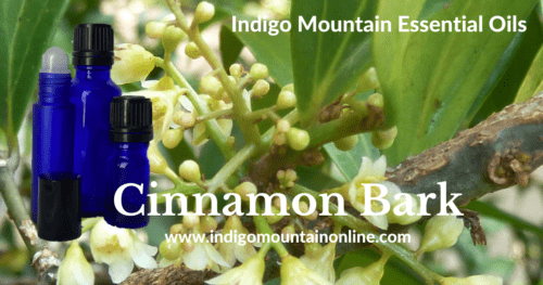 Cinnamon Bark Essential Oil