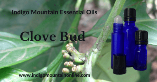 Clove Bud Essential Oil