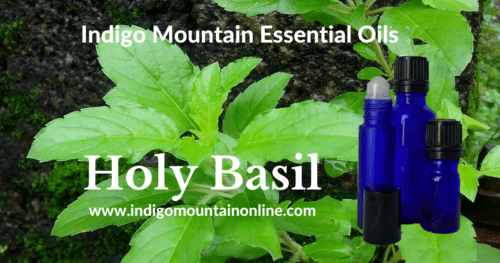 Holy Basil Essential Oil