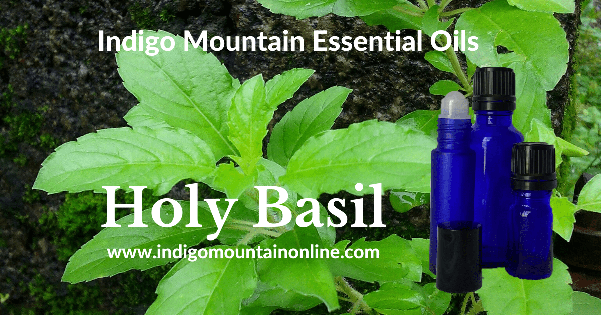 Holy Basil Essential Oil