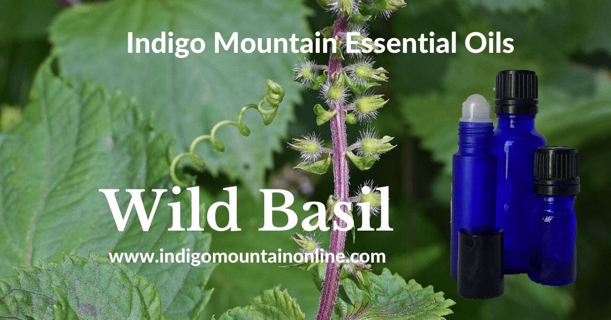 Wild Basil Essential Oil