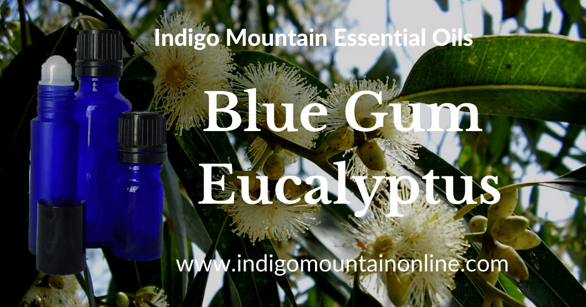 Blue Gum Eucalyptus Essential Oil