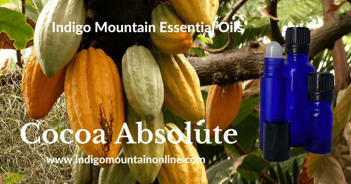 Cocoa Absolute Essential Oil