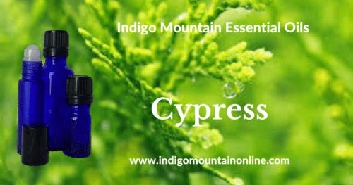 Cypress Essential Oil