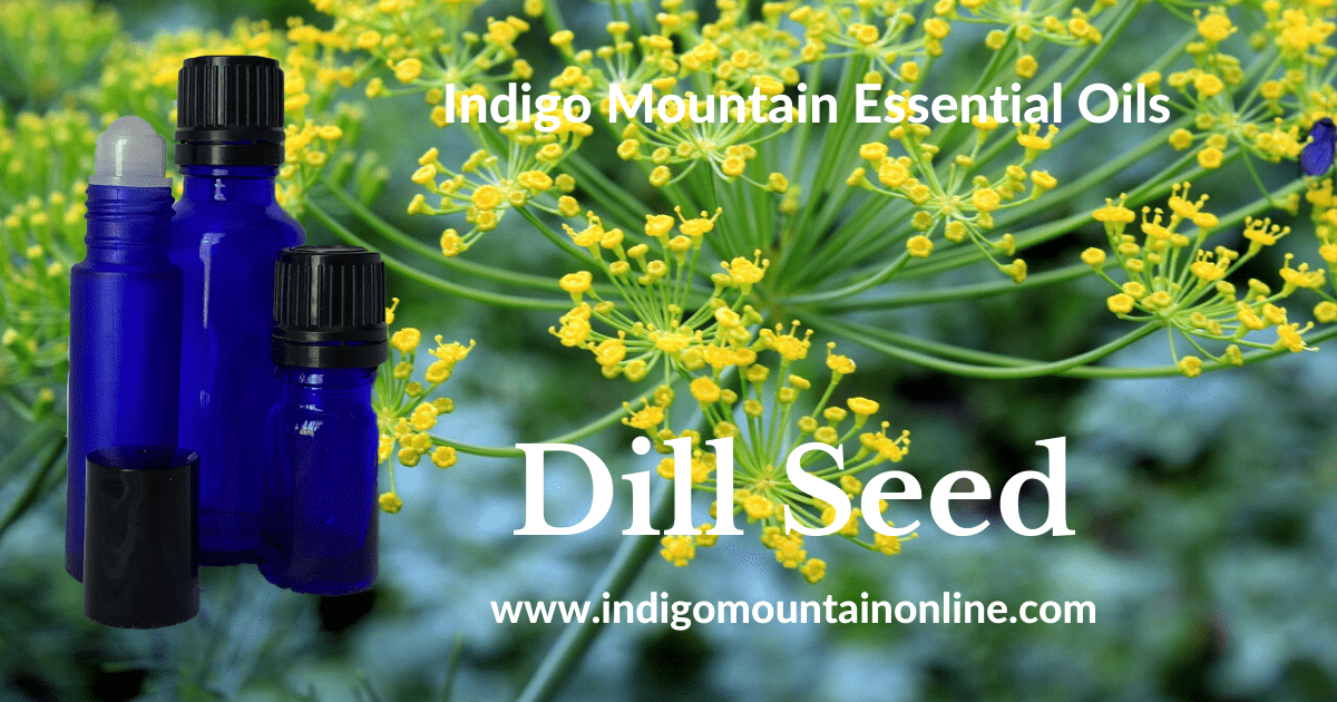 Dill Seed Essential Oil