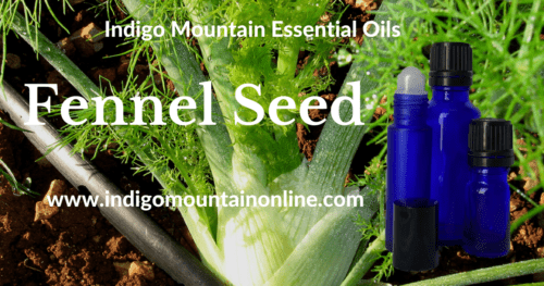 Fennel Seed Essential Oil