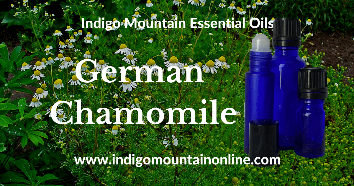 German Chamomile Essential Oil