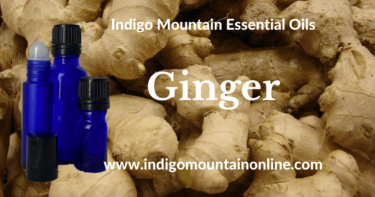 Ginger Essential Oil