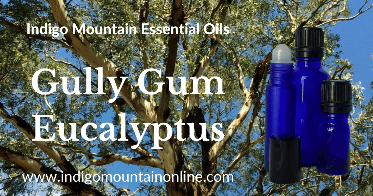 Gully Gum Eucalyptus Essential Oil