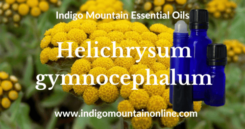 Helichrysum gymnocephalum Essential Oil