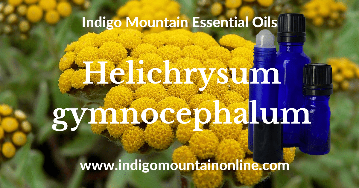 Helichrysum gymnocephalum Essential Oil