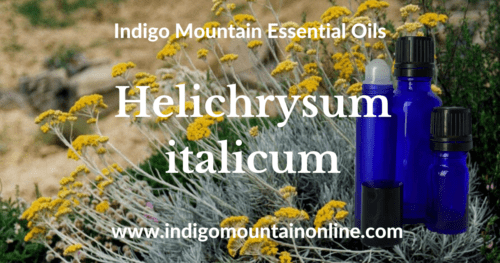 Helichrysum italicum Essential Oil
