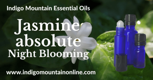 Jasmine absolute Essential Oil