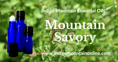 Mountain Savory Essential Oil