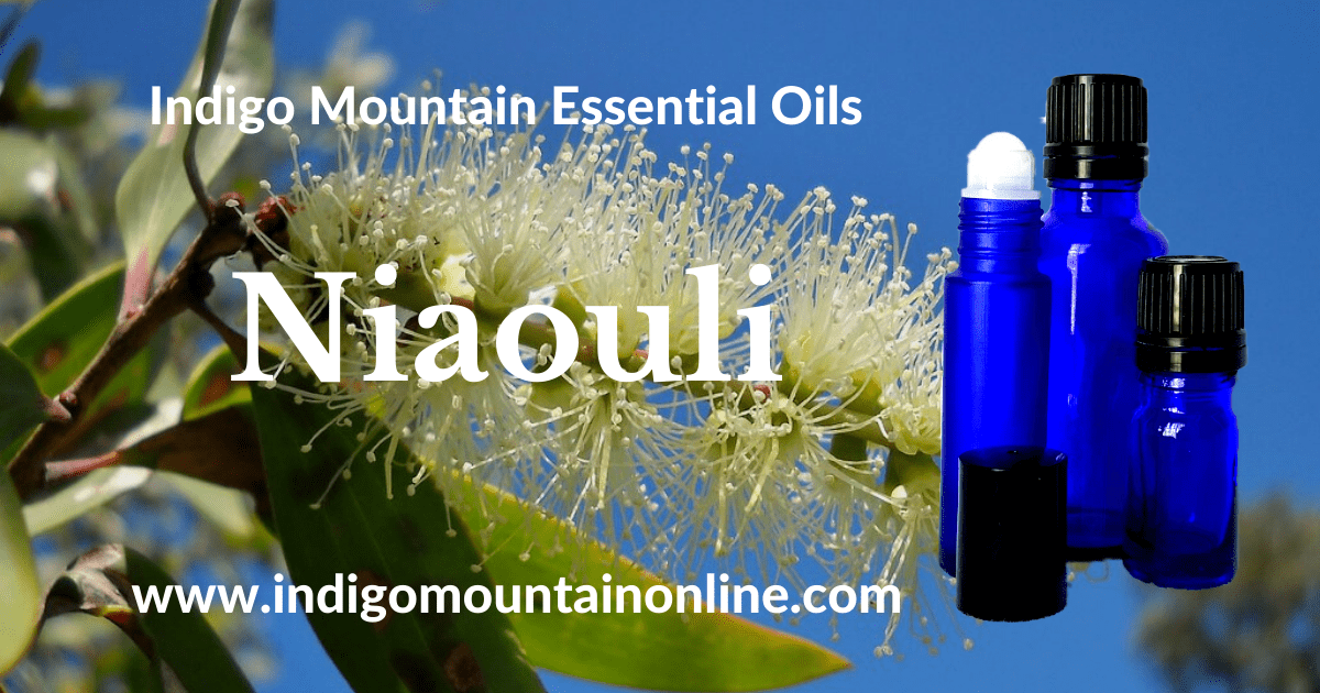 Niaouli Essential Oil