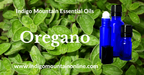 Oregano Essential Oil