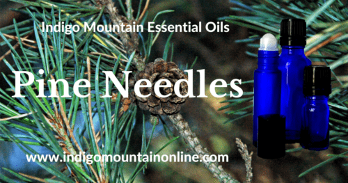Pine Needles Essential Oil