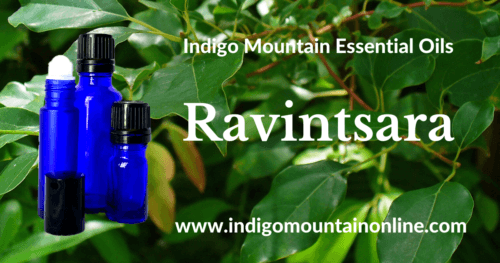 Ravintsara Essential Oil