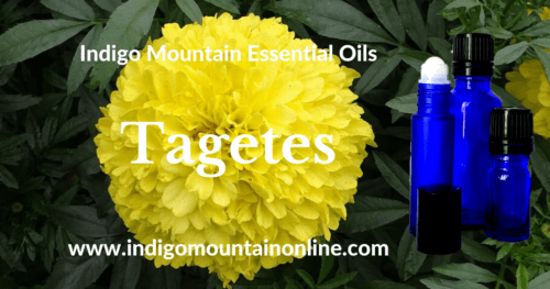 Tagetes Essential Oil