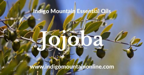 Jojoba