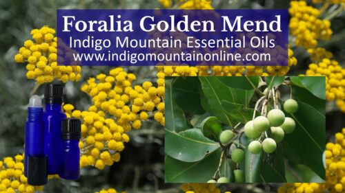 Foralia Golden Mend from Indigo Mountain Essential oils www.indigomountainonline.com showing blue essential oil bottles, helichrysum italicum flowers and tree branch of Foraha tamanu with seeds.